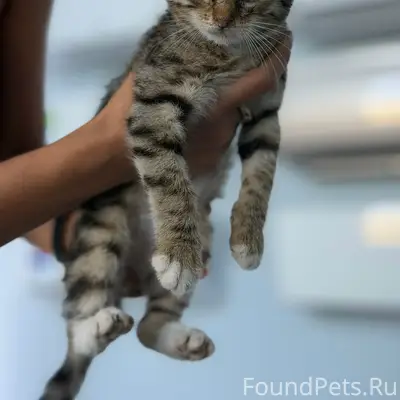 Найден котёнок, Симферополь