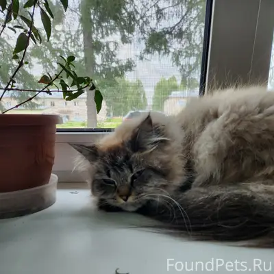 Найдена кошка, [место не указано]