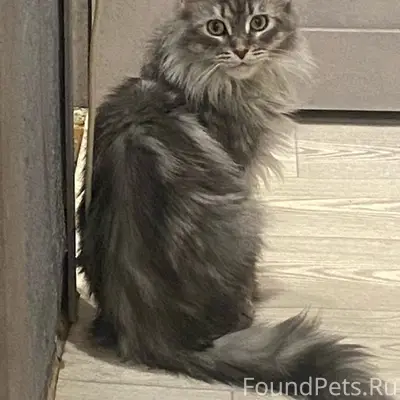 Пропала кошка, Заволжский район