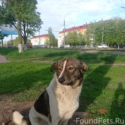 Пропала собака