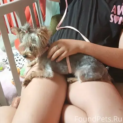 Пропала собака, деревня Малая Листовка
