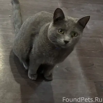 Пропал кот Костик, район дрсу