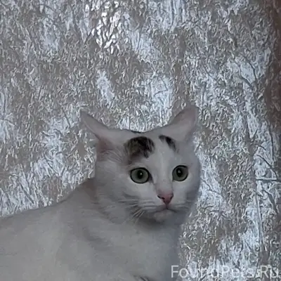 Пропала кошка, Новый город, Улица Тюленева