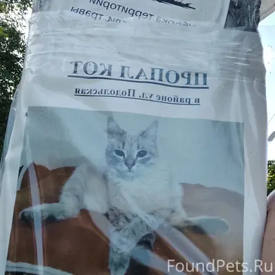 Пропал кот, ул. Подольская
