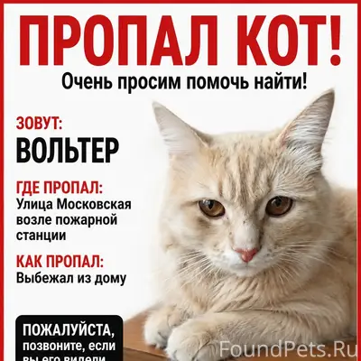 Пропал кот Вольтер, Верхняя терраса
