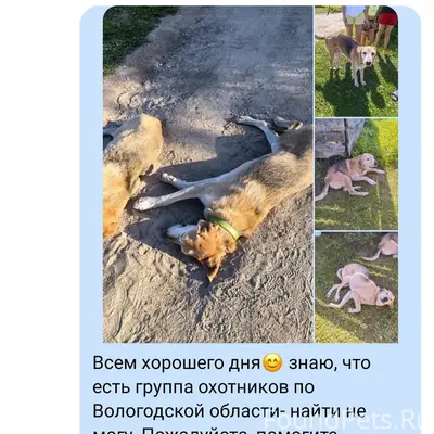 Пропали охотничьи собаки, Шекснинский район