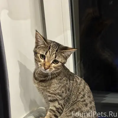 Пропала кошка Кнопа, Панева