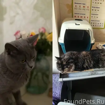 Пропал кот Люцик, Приокский район
