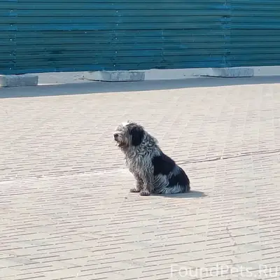 Найден пёс, нуждается в помощи