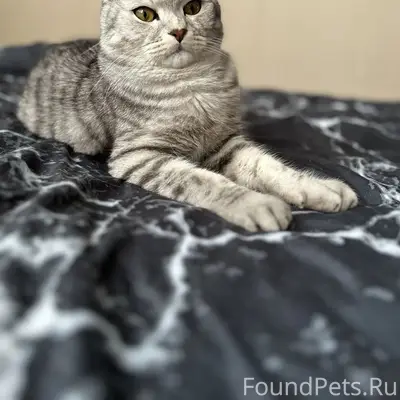 Пропал кот, Писаревская 13а