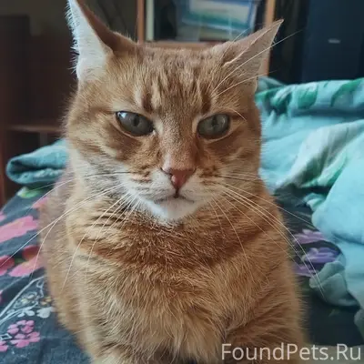 Пропал рыжий кот, снт 'Эрудит'