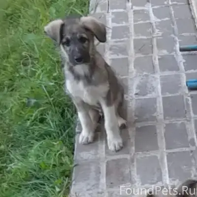 Пропал щенок, Гремячье
