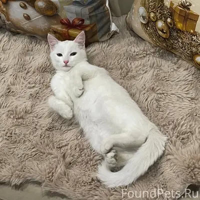 Пропал кот Лаки, Красные Ткачи