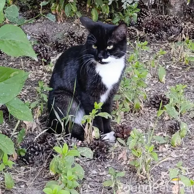 Найден котик с коротким хвостиком, район ТЦ Народный