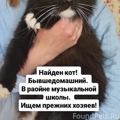 Найден бывшедомашний кот, Новополоцк