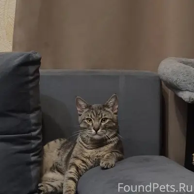 Пропал кот Мяка, Казань