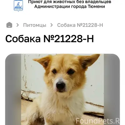 Найден маленький пёс с ошейником, Лесозаводской