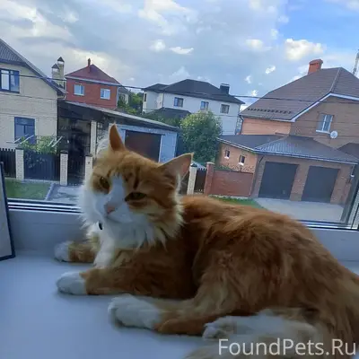 Пропала кошка, район Чапайка