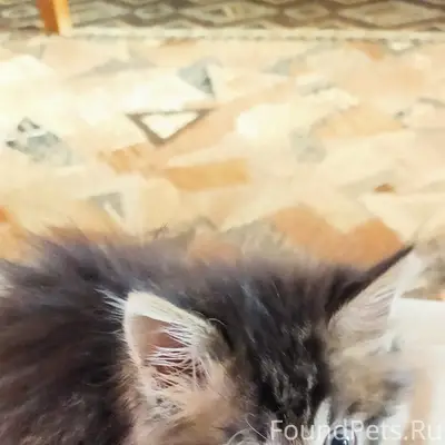 Найдена кошка Мыша