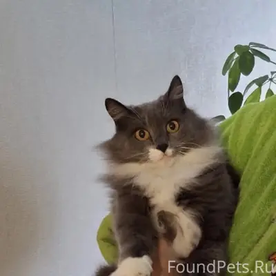 Пропала кошка Люся, Новокузнецк, Куйбышевский район