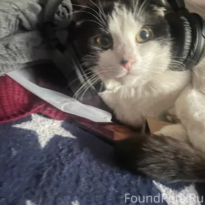 Пропал котёнок, у ночного, уют