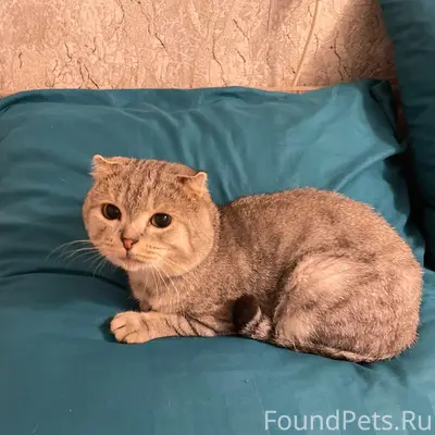 Найден котёнок, мальчик, Космонавтов 12
