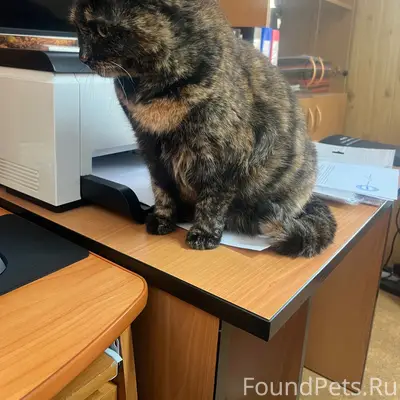 Пропала кошка Сосо, район улицы Лазарева
