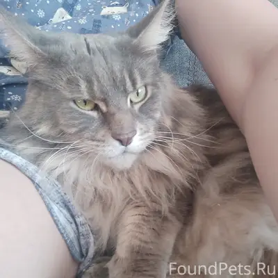 Найден котик, Шлиссельбург