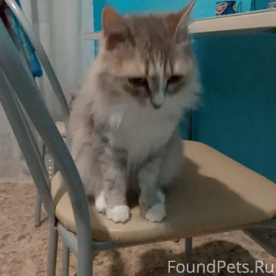 Пропала кошка Буся