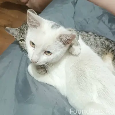 Пропал кот Кузя, район ул. Некрасова