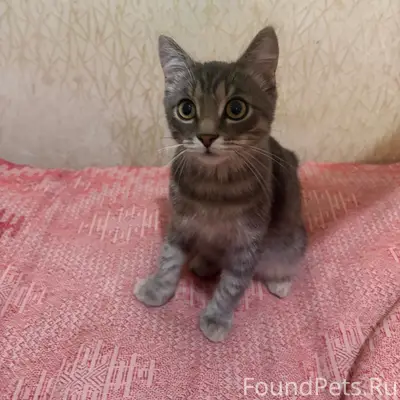 Найден котёнок, Кетово