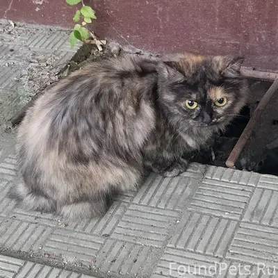 Найдена кошка хромающая на заднюю лапу, Проспект труда