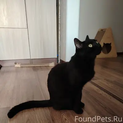 Найден котик, готов к переезду в новый дом