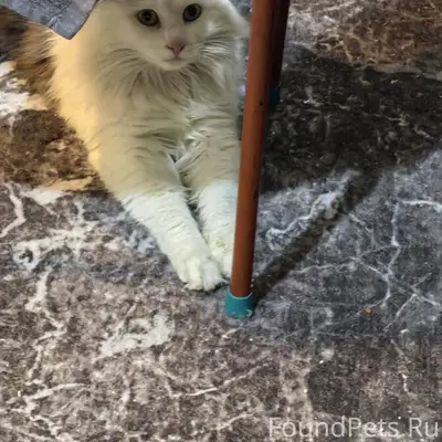 Пропал кот Малыш