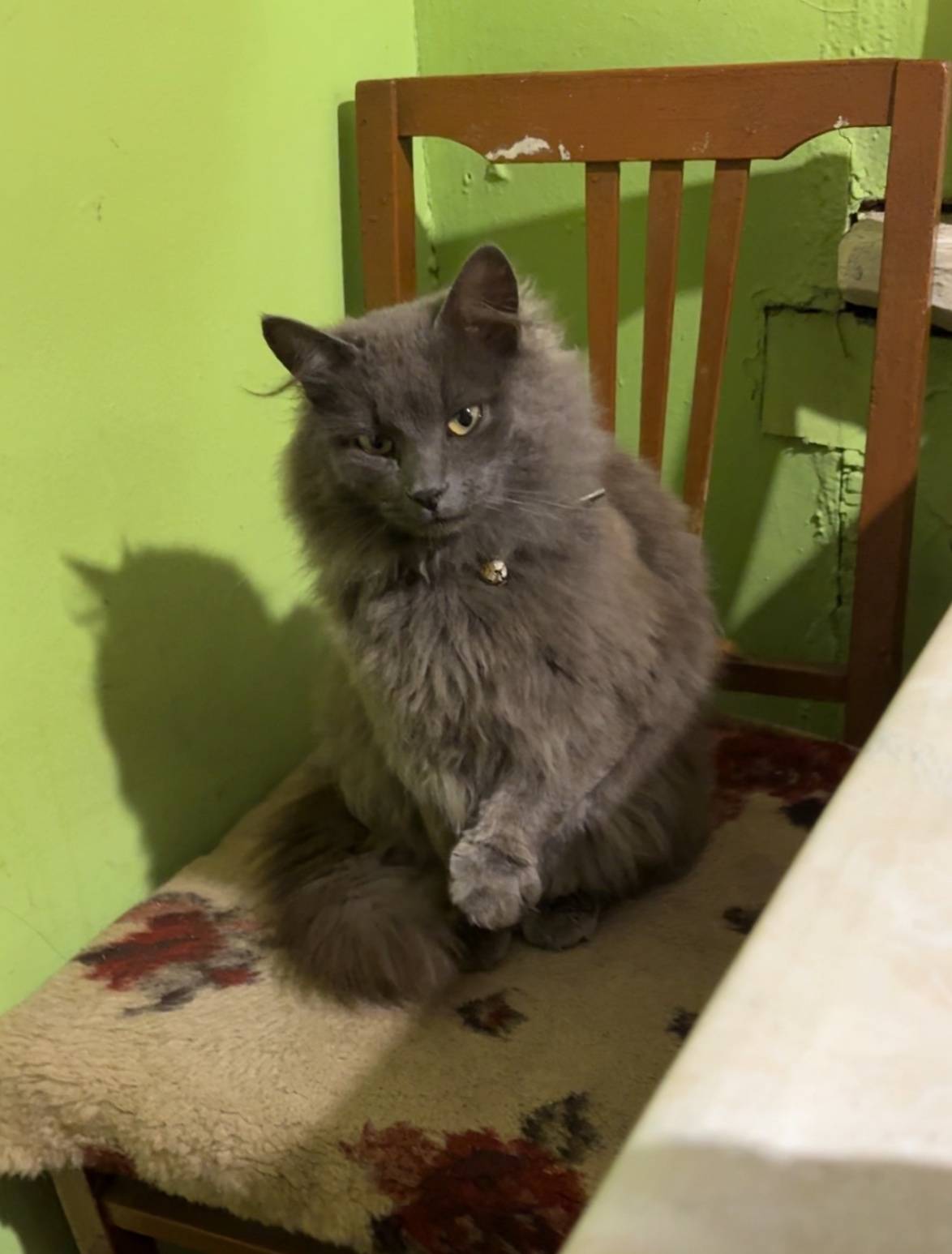 Пропал кот Тима