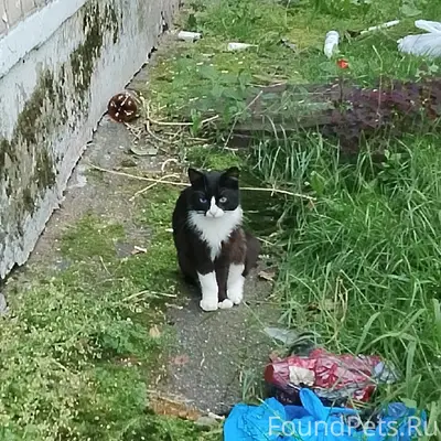 Найден котик, улица Гоголя