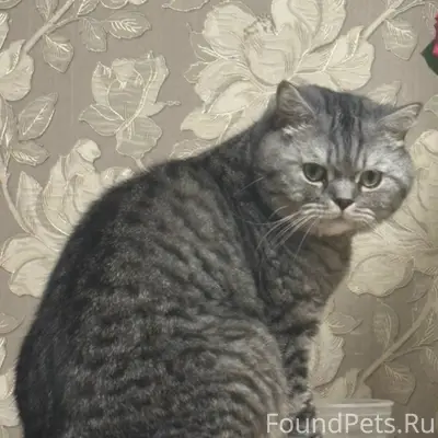 Пропал домашний кот, ул. Яна Фабрициуса