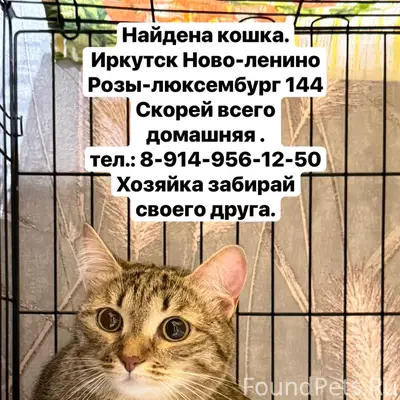 Найдена кошка, Ново-Ленино, Розы Люксембург, 144