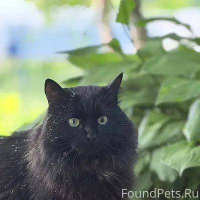 Пропал черный кот в районе посёлка Тюрмеровка (Владимирская область)