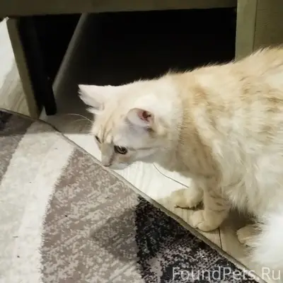 Пропала кошка, район Г. Острякова