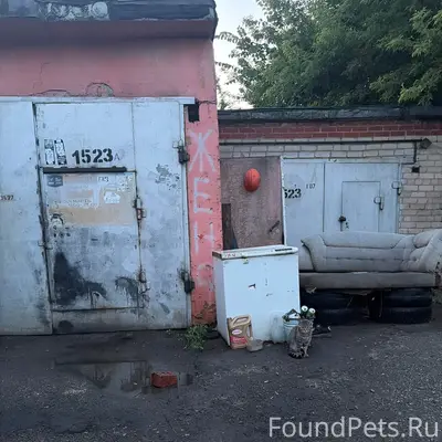 Найден молодой кот, без породы