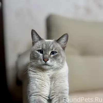 Пропал кот Боник, район 3 школы