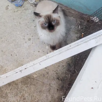 Найдена породистая кошка, улица Культуры