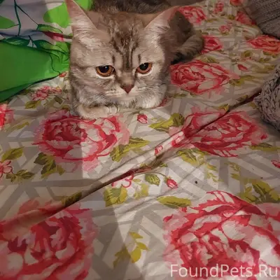 Пропала кошка Влада, Кирова дом 8