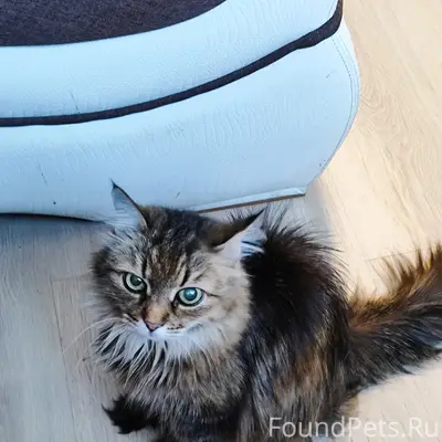 Пропала домашняя кошка Мася, СНТ Мшенец