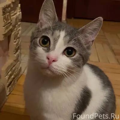 Пропал котик Биля в Балашихе