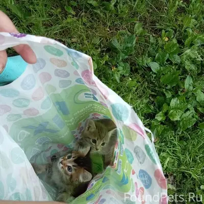 Найдена кошка, серенькая девочка