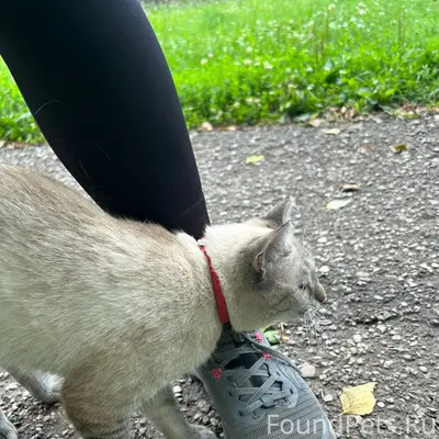 Найдена кошка, около тропы, около садика