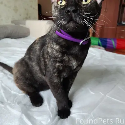 Найдена кошка Кэсси, г. Самара