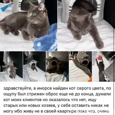 Найден кот, Инорс